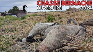 Chasse à la bernache - Ouverture 2024