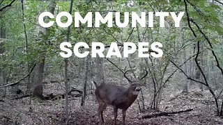 How Deer Use Community Scrapes | 3 Days of Socializing