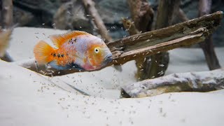 So züchte ich meine Buntbarsche im Aquarium | Vieja melanura / Quetzaluntbarsche #cichlids