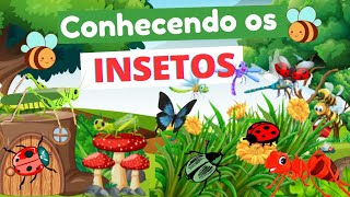 OS INSETOS - Conhecendo os insetos| Insetos para crianças| Educação infantil