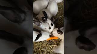 Rabbits bunnies zecevi kaninchen #animalshorts #rabbits #rabbitfarming