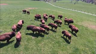 Buffalo Run Ranch in Pennsylvania