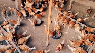 Feed your chicken like a pro|Benefits of raising your chicken feeders |chicken farming.