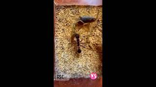 ant vs scorpion 🦂