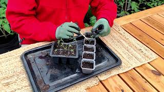 How to thin seedlings without killing them | 3 methods of thinning seedlings | MattMagnusson.com