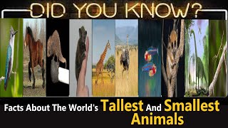 Top 10 Fun Facts About the World's Tallest and Smallest Animals | Unveiling Nature's Extremes