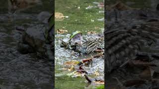 容赦なし！カエルが野鳥を食べる！