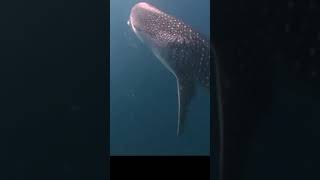 whale shark hungry shark world