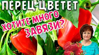 ПЕРЕЦ ЦВЕТЕТ, ХОТИТЕ МНОГО ЗАВЯЗИ?