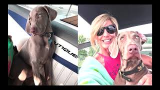 If You Have a Boat and a Pet, You Cannot Miss This Show  |  Regal & Nautique of Orlando TV