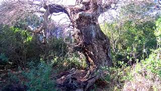 LA PINETA DI CASTELFUSANO E LA VIA SEVERIANA