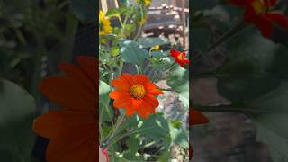 Harvesting sunflowers for the house