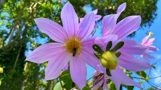 Unbelievable 4K Scene: A Flower so Colorful You'll be More Relaxed Just Looking at It!