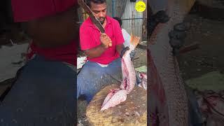 KASIMEDU FISH CUTTING VIDEO \ cutting focus #shorts #bigfishcutting #bigfish #youtube