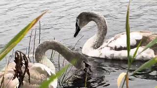 The Cygnets have grown Big, and Are on theyr own in #tveiten #birdwater #birds #birdlovers #norway