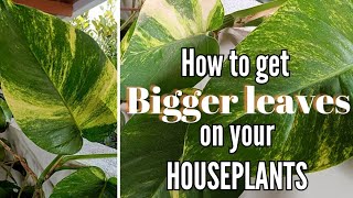 The Secret to Growing Huge Leaves on Houseplants