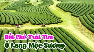 Phượt Mộc Châu | Đồi Chè Trái Tim Đẹp Như Thế Nào ??? Du Lịch Bụi Sơn La Bằng Xe Máy