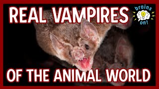 The real vampires of the animal world | Brains On! Science Podcast For Kids