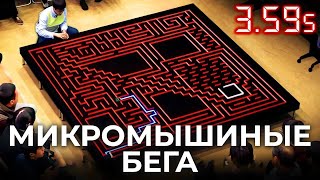 Микромышиные бега — самая быстрая гонка по лабиринту [Veritasium]