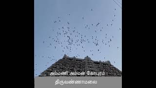 Tiruvannamalai - ammaniyamman gopuram திருவண்ணாமலை அம்மணி அம்மன் கோபுரம்