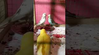 Budgies enjoying diet food | beetroot #budgies #breakfast #chirpingbirds #chirping #lovebirds