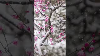 Snow with plum blossom