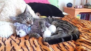 Cats Who Love Their Teddy Bears