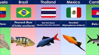 The MOST POPULAR AQUARIUM FISH From Different Countries