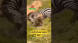 The lion is hunting a zebra, Recorded the fierce fight of lion vs zebra Tough Zebra kicks😳😳