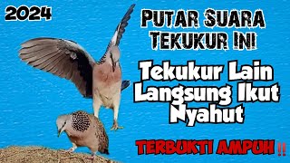 Mp3 Suara Tekukur Terbaru 2024, Paling Sering Dipakai Untuk Memikat || Terkukur Lain Langsung Nyahut