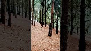 Ooty forests @short video