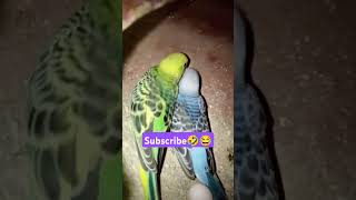 Sun☀️🌞 subscribe please ❤️ #funny_chicken #husbandwifetamilcomedy #entertainment #kozhi_koothugal