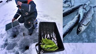 Ловля РЯПУШКИ на озере Ревдозеро. Часть I./The fishing of vendace in  Revdosero lake. Part I.