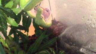 Green Tree Python eating a mouse