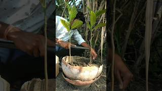 Watered small jackfruit plants #nature #farming #jackfruit #shorts