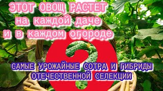 Об этом Вы точно не знали! ВСЁ ПРО ВЫРАЩИВАНИЕ ОГУРЦОВ в одном видео.