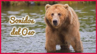 SONIDOS del OSO  (10 Minutos) 🐻🎶🔊