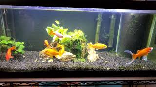 Update to 20 gallon long fish tank