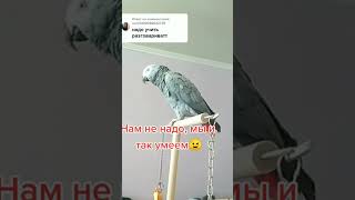 Петя попугай 🦜 самокритичен #africangrey #жако #попугай #жакопопугай #говорящийпопугай