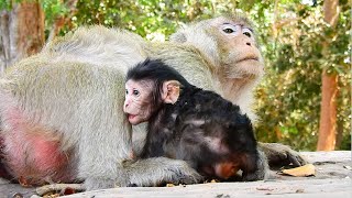 BOTH MUM TARA AND NEWBORN BABY MONKEY THONA LOOKED VERY QUIET_