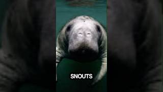 Manatees..#facts #funfacts #shortfacts #interestingfacts #foryou #randomfacts #fyp #nature