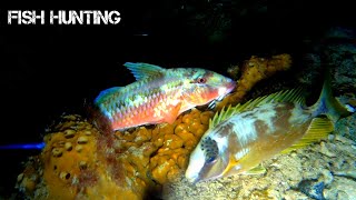 Tidak perlu waktu lama mencari ikan di spot ini || Night Spearfishing Indonesia