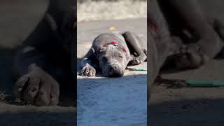 Dark blue American Bully puppy XL take a rest. #bullyxl #bullybreed #bullydogs