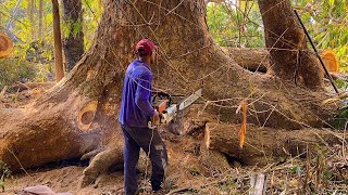 Amazing Dangerous Fastest Cutting Huge Tree Skills With Chainsaw, Powerful Felling Tree Machines