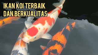 IKAN KOI TERBAIK DAN BERKUALITAS #shorts