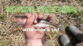 Casting and Catching Creek Chubs with a Bobber, Size-12 Treble Hook, Split Shot, and Worm