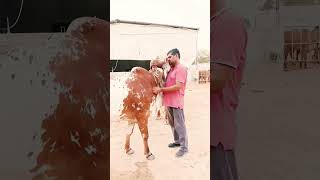 Top gir breeding farm in haryana Naloi