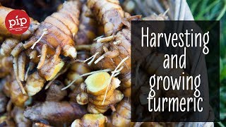 Digging up turmeric and how to grow more! #PipTips #4