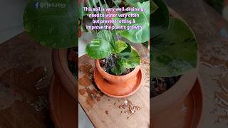 Repotting A Rooted Peperomia Cutting - Peperomia Plant Grow & Care