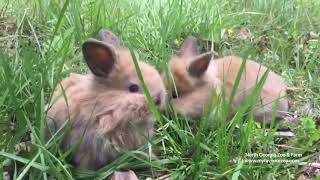 Wildlife Wonders at 1pm  Rabbits 2020